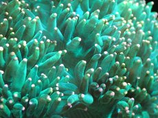 画像2: 【送料無料対象商品】【サンゴ】【通販】トランペットコーラル（Metallic Green/イエローチップ）MLサイズ（個体販売）（±13cm)No.5（生体）（サンゴ） (2)