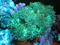 画像1: 【送料無料対象商品】【サンゴ】【通販】トランペットコーラル（Metallic Green/イエローチップ）MLサイズ（個体販売）（±15cm)No.6（生体）（サンゴ） (1)