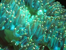 画像2: 【送料無料対象商品】【サンゴ】【通販】トランペットコーラル（Metallic Green/イエローチップ）MLサイズ（個体販売）（±15cm)No.6（生体）（サンゴ） (2)