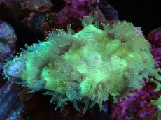 画像1: 【送料無料対象商品】【サンゴ】【通販】トランペットコーラル（Metallic Green/イエローチップ）Mサイズ（個体販売）（±11cm)No.7（生体）（サンゴ） (1)