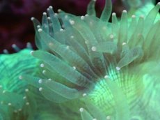 画像2: 【送料無料対象商品】【サンゴ】【通販】トランペットコーラル（Metallic Green/イエローチップ）Mサイズ（個体販売）（±11cm)No.7（生体）（サンゴ） (2)