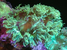 画像1: 【送料無料対象商品】【サンゴ】【通販】トランペットコーラル（Metallic Green/パープルチップ）MLサイズ（個体販売）（±15cm)No.8（生体）（サンゴ） (1)