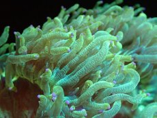 画像2: 【送料無料対象商品】【サンゴ】【通販】トランペットコーラル（Metallic Green/パープルチップ）MLサイズ（個体販売）（±15cm)No.8（生体）（サンゴ） (2)