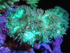 画像1: 【送料無料対象商品】【サンゴ】【通販】トランペットコーラル（Metallic Green/ピンクチップ)MLサイズ（個体販売）（±15cm)No.9（生体）（サンゴ） (1)