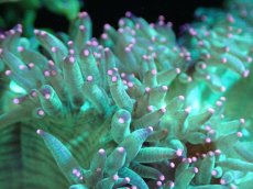 画像2: 【送料無料対象商品】【サンゴ】【通販】トランペットコーラル（Metallic Green/ピンクチップ)MLサイズ（個体販売）（±15cm)No.9（生体）（サンゴ） (2)