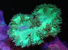 画像1: 【送料無料対象商品】【サンゴ】【通販】トランペットコーラル（Metallic Green/ピンクチップ)Mサイズ（個体販売）（±11cm)No.10（生体）（サンゴ） (1)