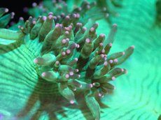 画像2: 【送料無料対象商品】【サンゴ】【通販】トランペットコーラル（Metallic Green/ピンクチップ)Mサイズ（個体販売）（±11cm)No.10（生体）（サンゴ） (2)