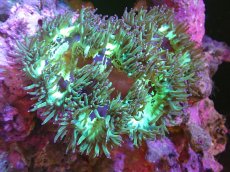 画像1: 【送料無料対象商品】【サンゴ】【通販】トランペットコーラル（Metallic Green/パープルチップ）MLサイズ（個体販売）（±13cm)No.11（生体）（サンゴ） (1)