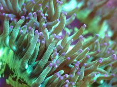 画像2: 【送料無料対象商品】【サンゴ】【通販】トランペットコーラル（Metallic Green/パープルチップ）MLサイズ（個体販売）（±13cm)No.11（生体）（サンゴ） (2)