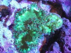 画像1: 【送料無料対象商品】【サンゴ】【通販】トランペットコーラル（Metallic Green/ピンクチップ)SMサイズ（個体販売）（±9cm)No.12（生体）（サンゴ） (1)