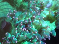 画像2: 【送料無料対象商品】【サンゴ】【通販】トランペットコーラル（Metallic Green/ピンクチップ)SMサイズ（個体販売）（±9cm)No.12（生体）（サンゴ） (2)