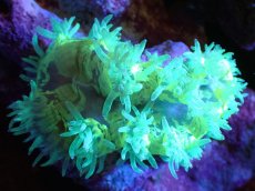 画像1: 【送料無料対象商品】【サンゴ】【通販】トランペットコーラル（Metallic Green/ブルーチップ)SMサイズ（個体販売）（±9cm)No.13（生体）（サンゴ） (1)