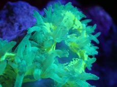 画像2: 【送料無料対象商品】【サンゴ】【通販】トランペットコーラル（Metallic Green/ブルーチップ)SMサイズ（個体販売）（±9cm)No.13（生体）（サンゴ） (2)