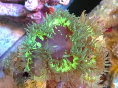 画像1: 【送料無料対象商品】【サンゴ】【通販】トランペットコーラル（Metallic Green/パープルチップ）Mサイズ（個体販売）（±11cm)No.14（生体）（サンゴ） (1)