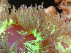 画像2: 【送料無料対象商品】【サンゴ】【通販】トランペットコーラル（Metallic Green/パープルチップ）Mサイズ（個体販売）（±11cm)No.14（生体）（サンゴ） (2)