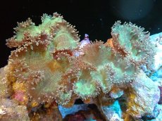 画像1: 【送料無料対象商品】【サンゴ】【通販】トランペットコーラル（Metallic Green/イエローチップ）Lサイズ（個体販売）（±18cm)No.15（生体）（サンゴ） (1)