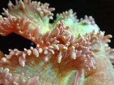 画像2: 【送料無料対象商品】【サンゴ】【通販】トランペットコーラル（Metallic Green/イエローチップ）Lサイズ（個体販売）（±18cm)No.15（生体）（サンゴ） (2)