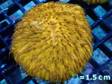 画像1: 【送料無料対象商品】【サンゴ】【通販】クサビライシsp. (Special Gold)（個体販売）No.1（生体）（サンゴ） (1)