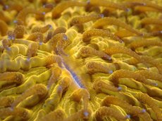 画像2: 【送料無料対象商品】【サンゴ】【通販】クサビライシsp. (Special Gold)（個体販売）No.1（生体）（サンゴ） (2)
