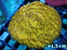 画像1: 【送料無料対象商品】【サンゴ】【通販】クサビライシsp. (Special Gold)（個体販売）No.2（生体）（サンゴ） (1)