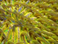 画像2: 【送料無料対象商品】【サンゴ】【通販】クサビライシsp. (Special Gold)（個体販売）No.2（生体）（サンゴ） (2)