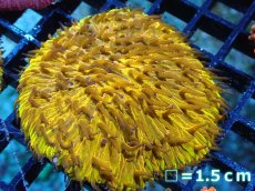 画像1: 【送料無料対象商品】【サンゴ】【通販】クサビライシsp. (Special Gold)（個体販売）No.3（生体）（サンゴ） (1)