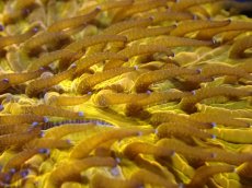 画像2: 【送料無料対象商品】【サンゴ】【通販】クサビライシsp. (Special Gold)（個体販売）No.3（生体）（サンゴ） (2)