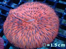 画像1: 【送料無料対象商品】【サンゴ】【通販】クサビライシsp. (Special Red)（個体販売）No.4（生体）（サンゴ） (1)
