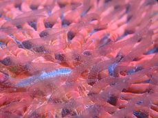 画像2: 【送料無料対象商品】【サンゴ】【通販】クサビライシsp. (Special Red)（個体販売）No.4（生体）（サンゴ） (2)