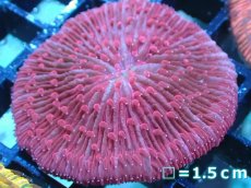 画像1: 【送料無料対象商品】【サンゴ】【通販】クサビライシsp. (Special Red)（個体販売）No.5（生体）（サンゴ） (1)