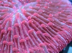 画像2: 【送料無料対象商品】【サンゴ】【通販】クサビライシsp. (Special Red)（個体販売）No.5（生体）（サンゴ） (2)