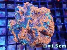 画像1: 【送料無料対象商品】【サンゴ】【通販】ヒラタオオトゲキクメイシ（Multi)（個体販売）（生体）（サンゴ） (1)