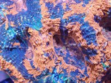 画像2: 【送料無料対象商品】【サンゴ】【通販】ヒラタオオトゲキクメイシ（Multi)（個体販売）（生体）（サンゴ） (2)