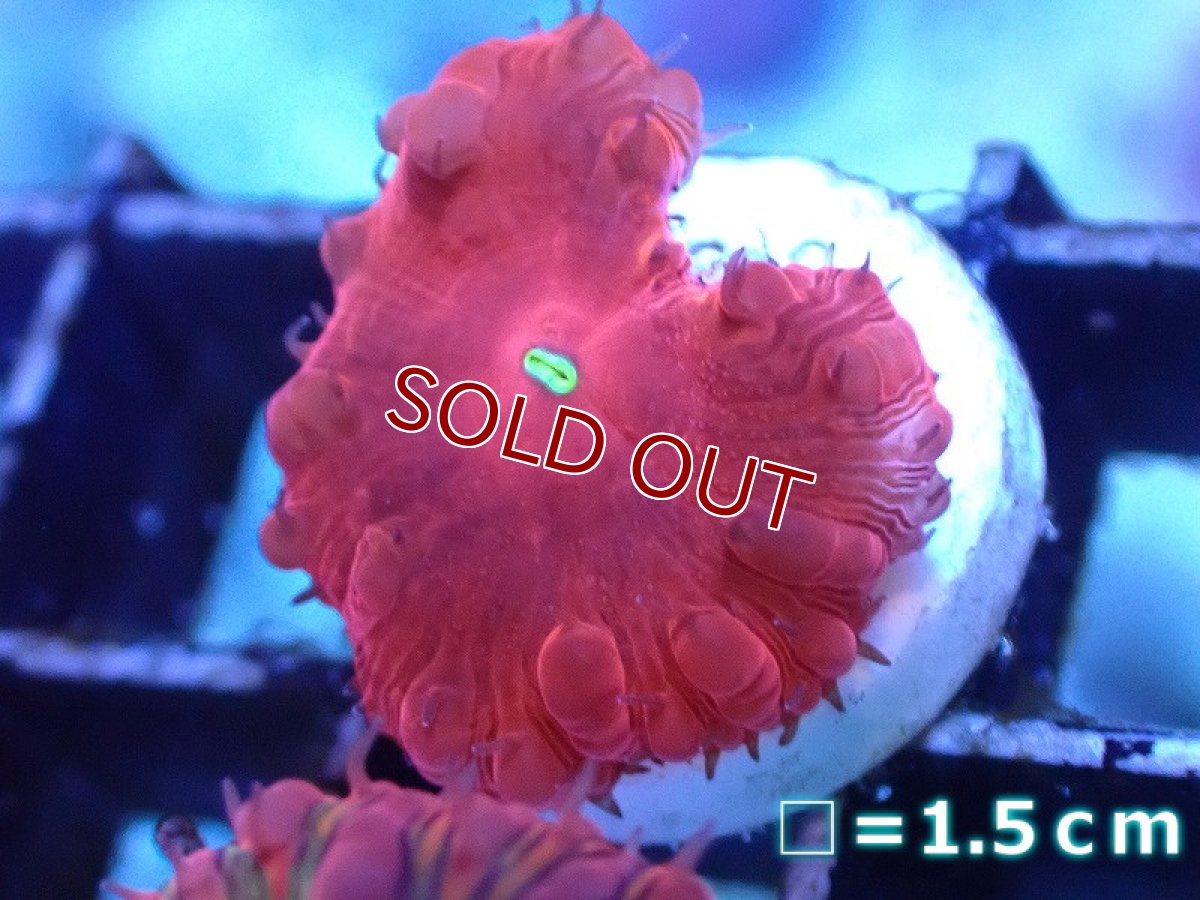 画像1: 【サンゴまとめ買い割引き10％〜20%OFF対象商品】【サンゴ】【通販】オオタバサンゴ（Solid Red/フラグ）（個体販売）No.11（生体）（サンゴ） (1)