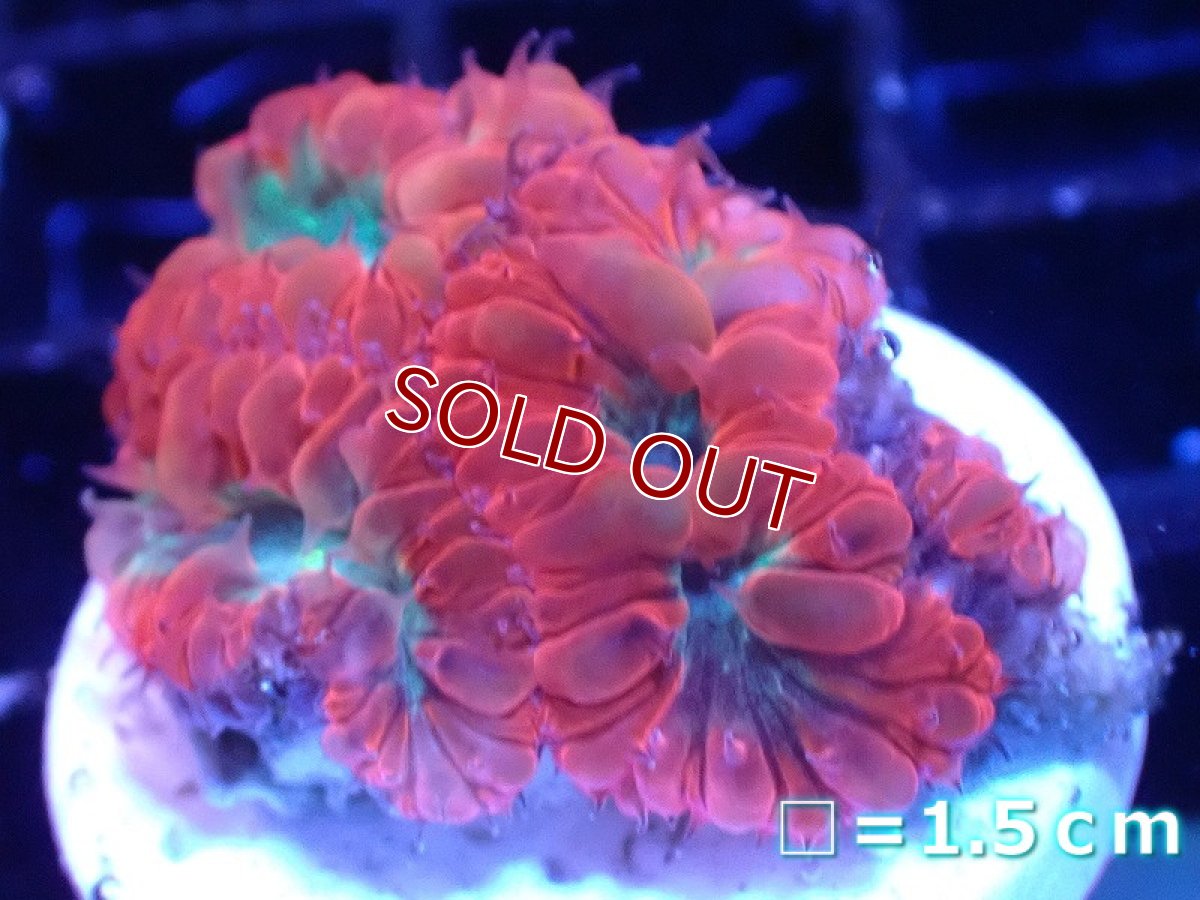 画像1: 【サンゴまとめ買い割引き10％〜20%OFF対象商品】【サンゴ】【通販】オオタバサンゴ（Two Tone/フラグ）（個体販売）No.32（生体）（サンゴ） (1)