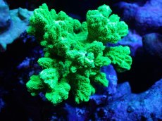 画像1: 【サンゴまとめ買い割引き10％〜20%OFF対象商品】【サンゴ】【通販】ブリードエダイボサンゴ（メタリックグリーン）Mサイズ（個体販売）（±8cm)No.1（生体）（サンゴ） (1)