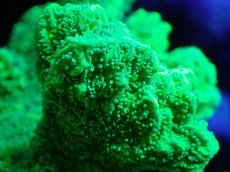 画像2: 【サンゴまとめ買い割引き10％〜20%OFF対象商品】【サンゴ】【通販】ブリードエダイボサンゴ（メタリックグリーン）Mサイズ（個体販売）（±8cm)No.1（生体）（サンゴ） (2)