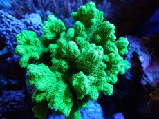 画像1: 【サンゴまとめ買い割引き10％〜20%OFF対象商品】【サンゴ】【通販】ブリードエダイボサンゴ（メタリックグリーン）Mサイズ（個体販売）（±10cm)No.2（生体）（サンゴ） (1)