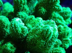 画像2: 【サンゴまとめ買い割引き10％〜20%OFF対象商品】【サンゴ】【通販】ブリードエダイボサンゴ（メタリックグリーン）Mサイズ（個体販売）（±10cm)No.2（生体）（サンゴ） (2)