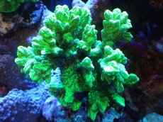 画像1: 【サンゴまとめ買い割引き10％〜20%OFF対象商品】【サンゴ】【通販】ブリードエダイボサンゴ（メタリックグリーン）Mサイズ（個体販売）（±10cm)No.3（生体）（サンゴ） (1)