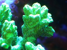 画像2: 【サンゴまとめ買い割引き10％〜20%OFF対象商品】【サンゴ】【通販】ブリードエダイボサンゴ（メタリックグリーン）Mサイズ（個体販売）（±10cm)No.3（生体）（サンゴ） (2)