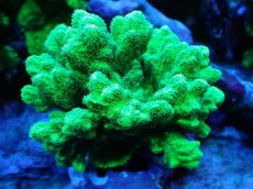 画像1: 【サンゴまとめ買い割引き10％〜20%OFF対象商品】【サンゴ】【通販】ブリードエダイボサンゴ（メタリックグリーン）Mサイズ（個体販売）（±10cm)No.4（生体）（サンゴ） (1)