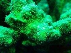 画像2: 【サンゴまとめ買い割引き10％〜20%OFF対象商品】【サンゴ】【通販】ブリードエダイボサンゴ（メタリックグリーン）Mサイズ（個体販売）（±10cm)No.4（生体）（サンゴ） (2)