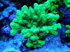 画像1: 【サンゴまとめ買い割引き10％〜20%OFF対象商品】【サンゴ】【通販】ブリードエダイボサンゴ（メタリックグリーン）Mサイズ（個体販売）（±10cm)No.5（生体）（サンゴ） (1)