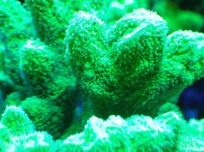 画像2: 【サンゴまとめ買い割引き10％〜20%OFF対象商品】【サンゴ】【通販】ブリードエダイボサンゴ（メタリックグリーン）Mサイズ（個体販売）（±10cm)No.5（生体）（サンゴ） (2)