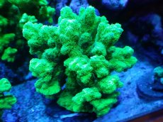 画像1: 【サンゴまとめ買い割引き10％〜20%OFF対象商品】【サンゴ】【通販】ブリードエダイボサンゴ（メタリックグリーン）Mサイズ（個体販売）（±10cm)No.6（生体）（サンゴ） (1)