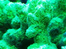 画像2: 【サンゴまとめ買い割引き10％〜20%OFF対象商品】【サンゴ】【通販】ブリードエダイボサンゴ（メタリックグリーン）Mサイズ（個体販売）（±10cm)No.6（生体）（サンゴ） (2)