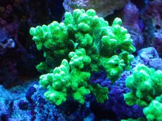 画像1: 【サンゴまとめ買い割引き10％〜20%OFF対象商品】【サンゴ】【通販】ブリードエダイボサンゴ（メタリックグリーン）Mサイズ（個体販売）（±10cm)No.7（生体）（サンゴ） (1)