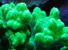 画像2: 【サンゴまとめ買い割引き10％〜20%OFF対象商品】【サンゴ】【通販】ブリードエダイボサンゴ（メタリックグリーン）Mサイズ（個体販売）（±10cm)No.7（生体）（サンゴ） (2)