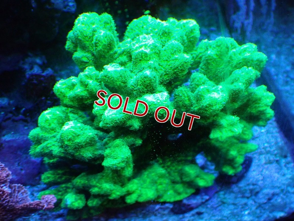 画像1: 【サンゴ】【通販】ブリードエダイボサンゴ（メタリックグリーン）MLサイズ（個体販売）（±12cm)No.8（生体）（サンゴ） (1)